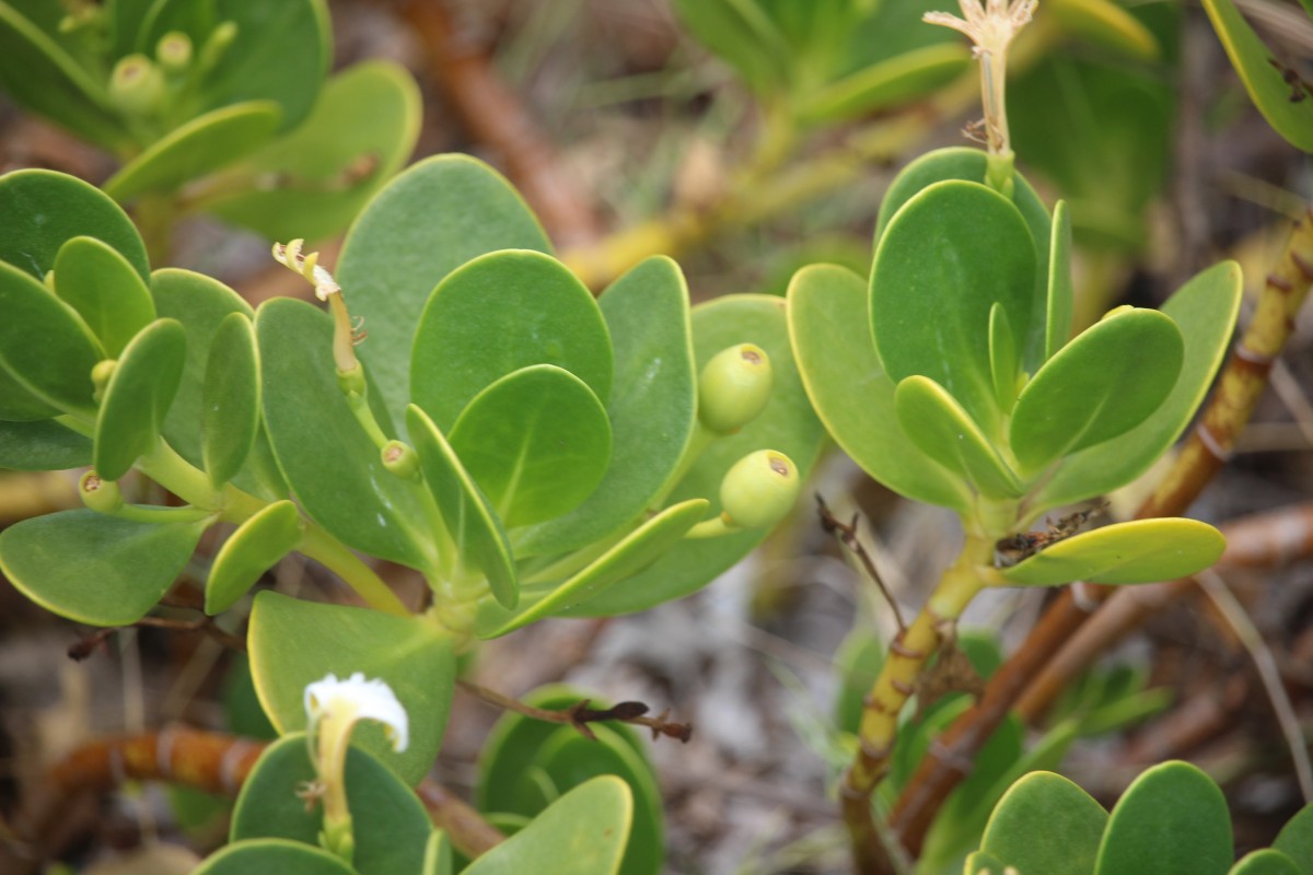 Scaevola plumieri (L.) Vahl